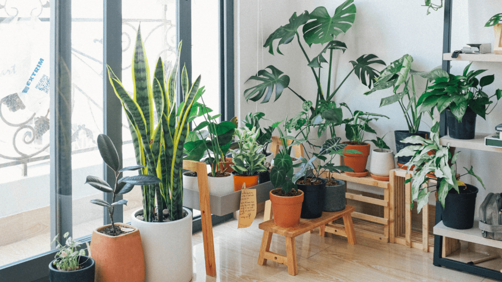 Bringing the Outdoors In Transform Your Home with Indoor Plants and Natural Elements