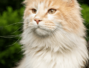 how endbugflow software can be protected