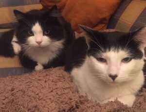 improve software hcs 411gits