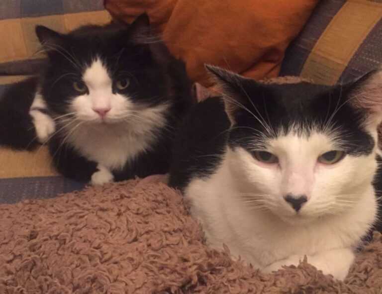 improve software hcs 411gits