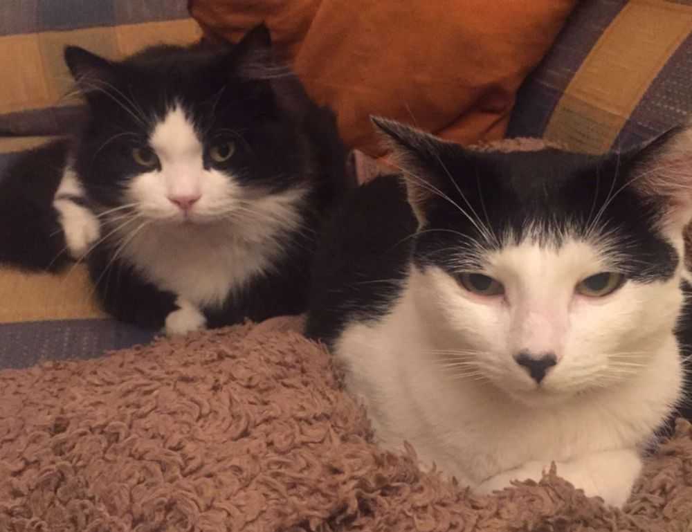 improve software hcs 411gits