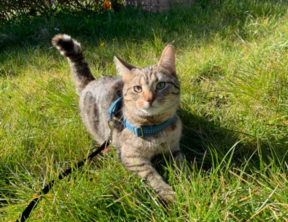 to find yr-ws486rp-gtr