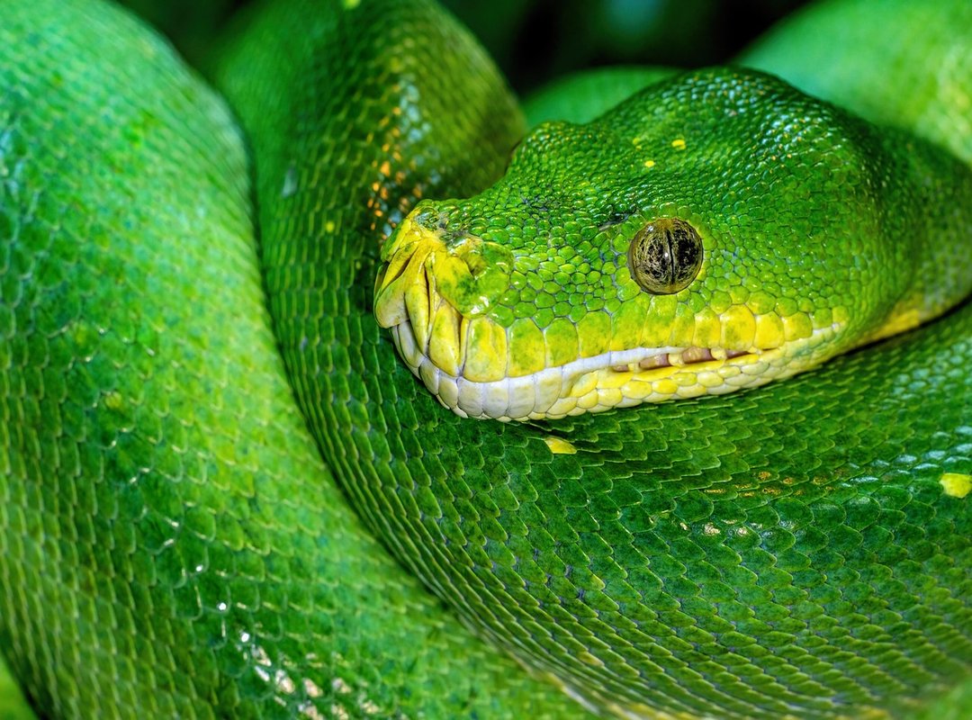 Steps to Diagnose Python Software Error 0297XUD8